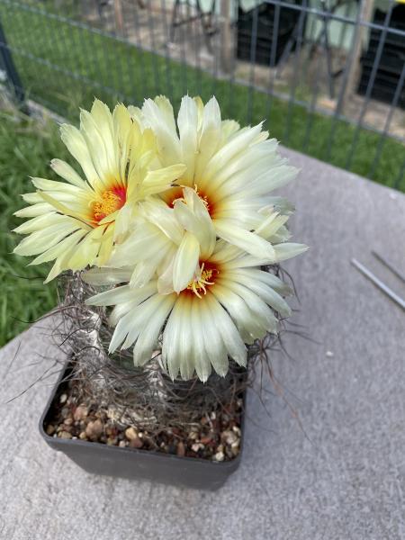 Astrophytum capricorne